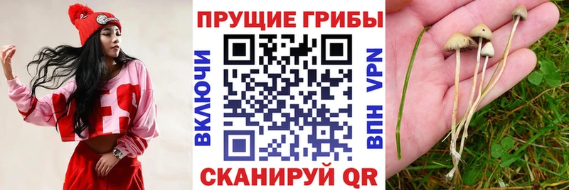 Галлюциногенные грибы Cubensis  Нягань 